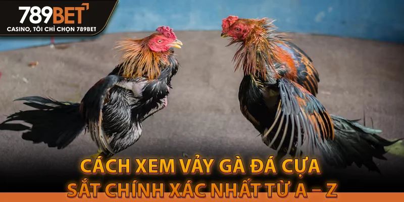 Cách xem vảy gà đá cựa sắt chính xác nhất từ A – Z