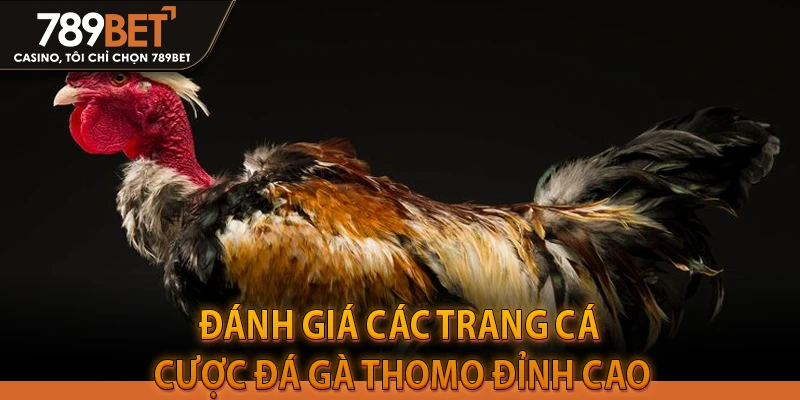 Đánh giá các trang cá cược đá gà thomo đỉnh cao