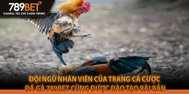 Đội ngũ nhân viên của trang cá cược đá gà 789BET cũng được đào tạo bài bản