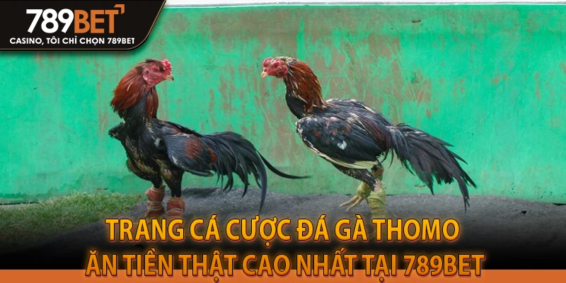 Trang cá cược đá gà Thomo ăn tiền thật cao nhất tại 789Bet